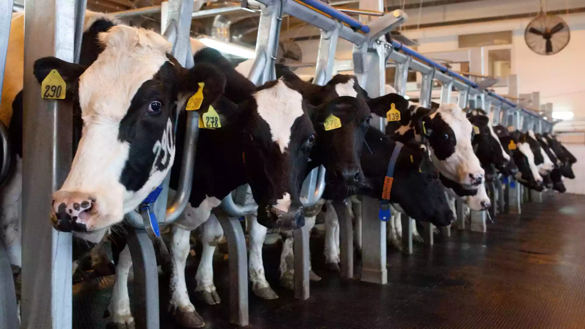 Veterinary Diagnostic